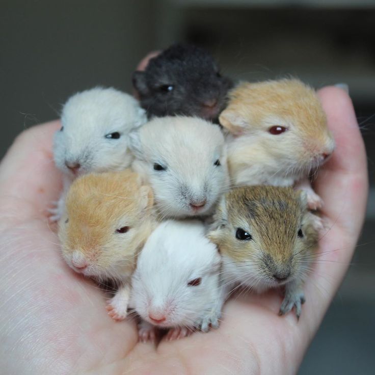 Wüstenrennmaus Babys