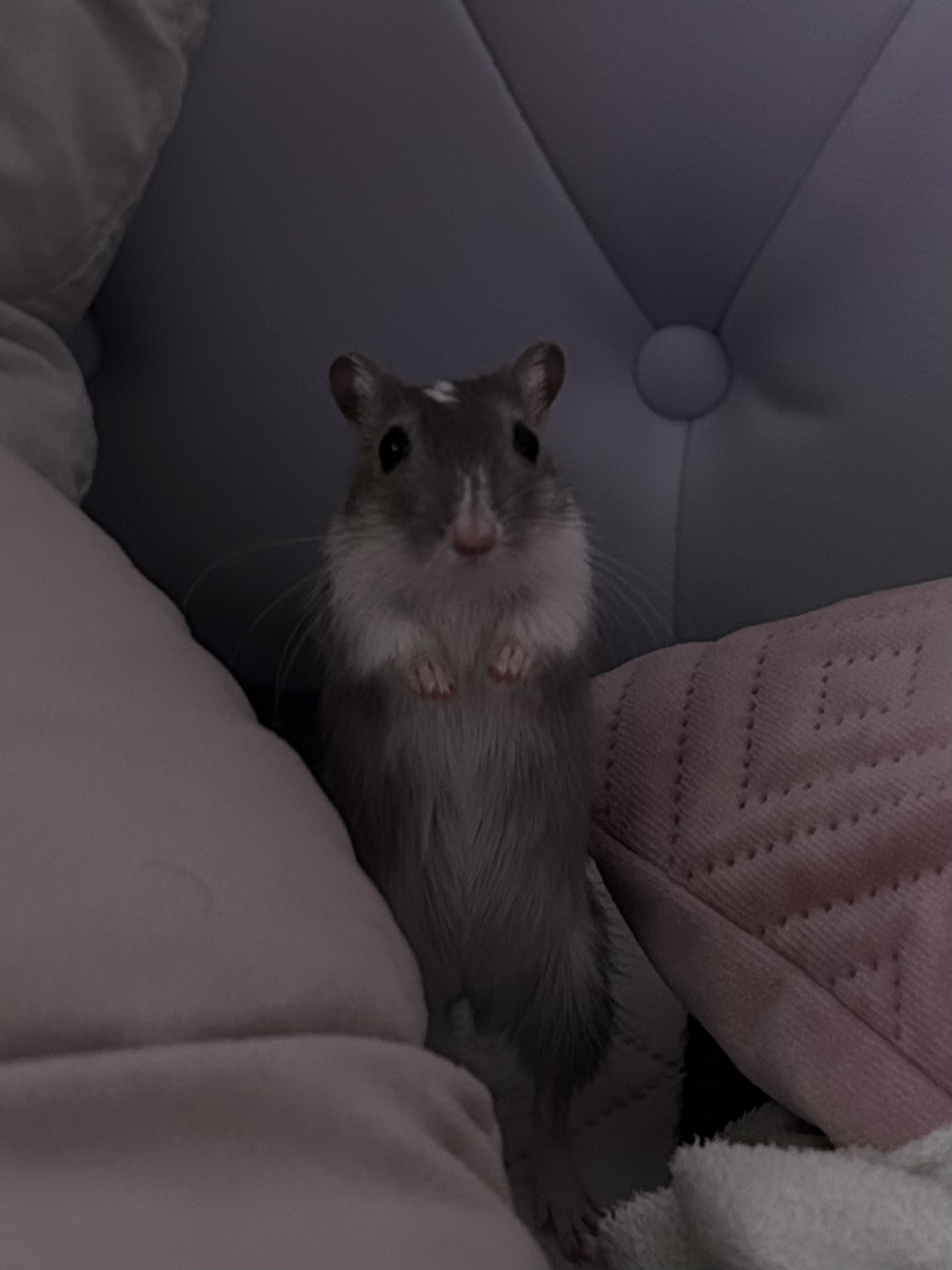 Anatomie einer Wüstenrennmaus