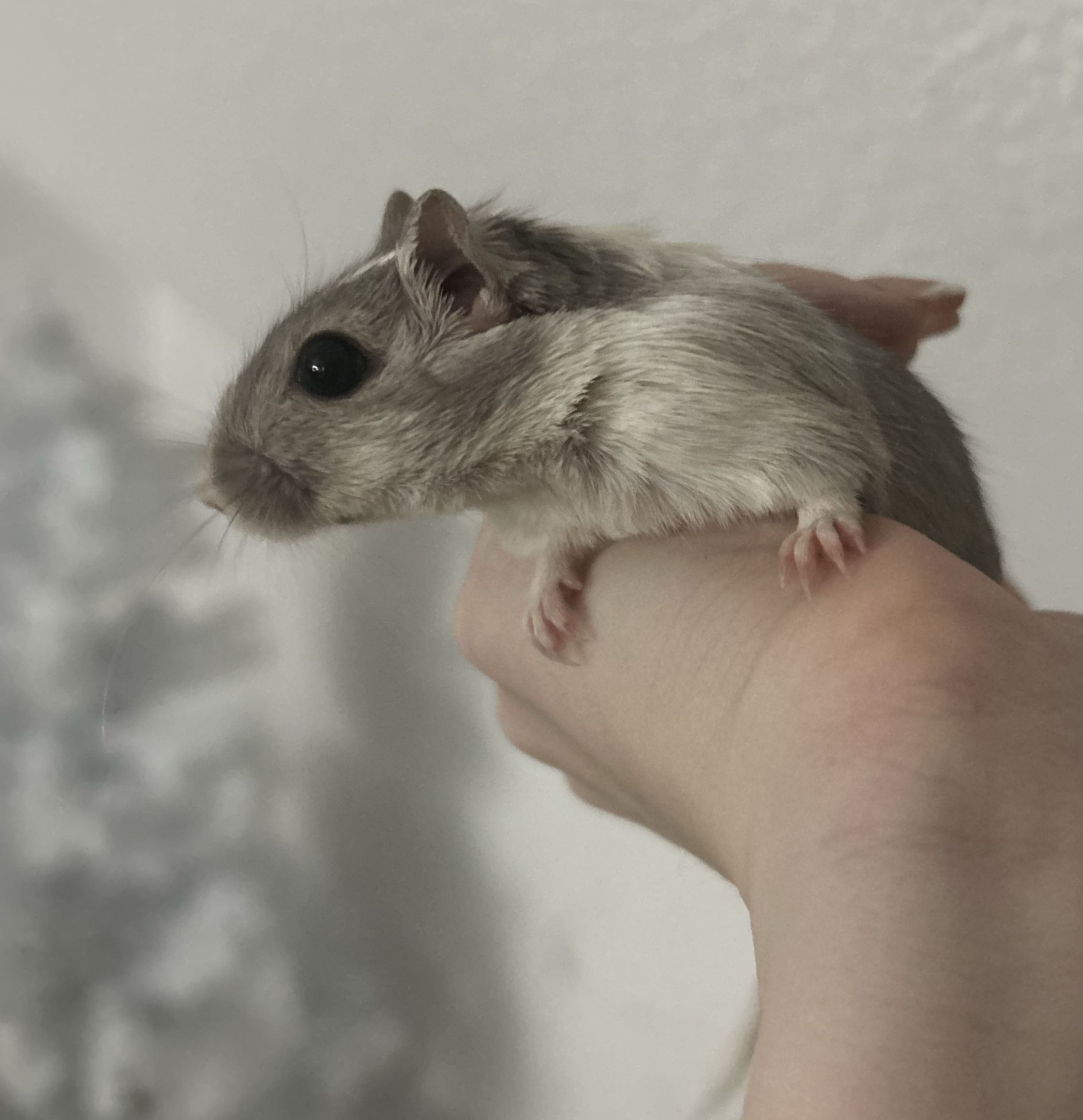 Rennmaus im Terrarium