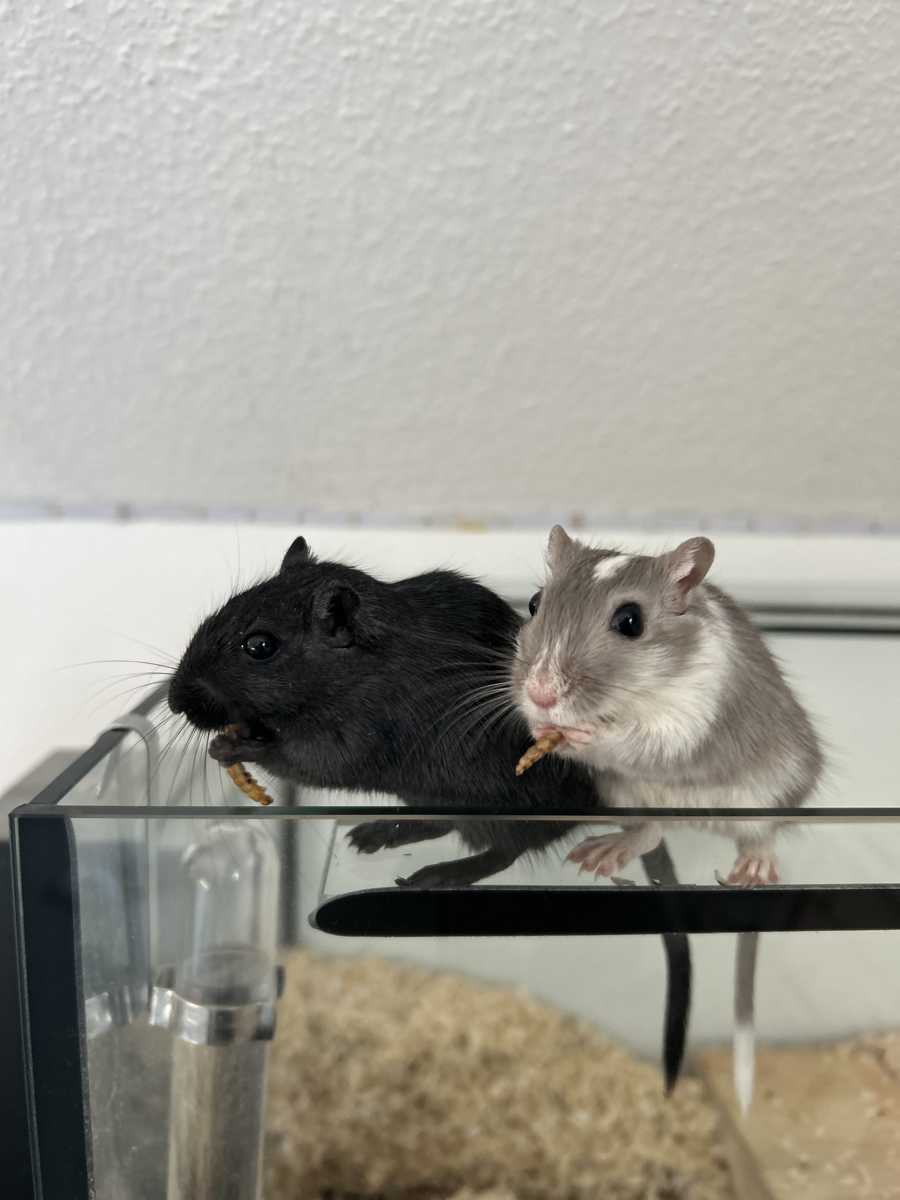 Rennmaus beim Fressen