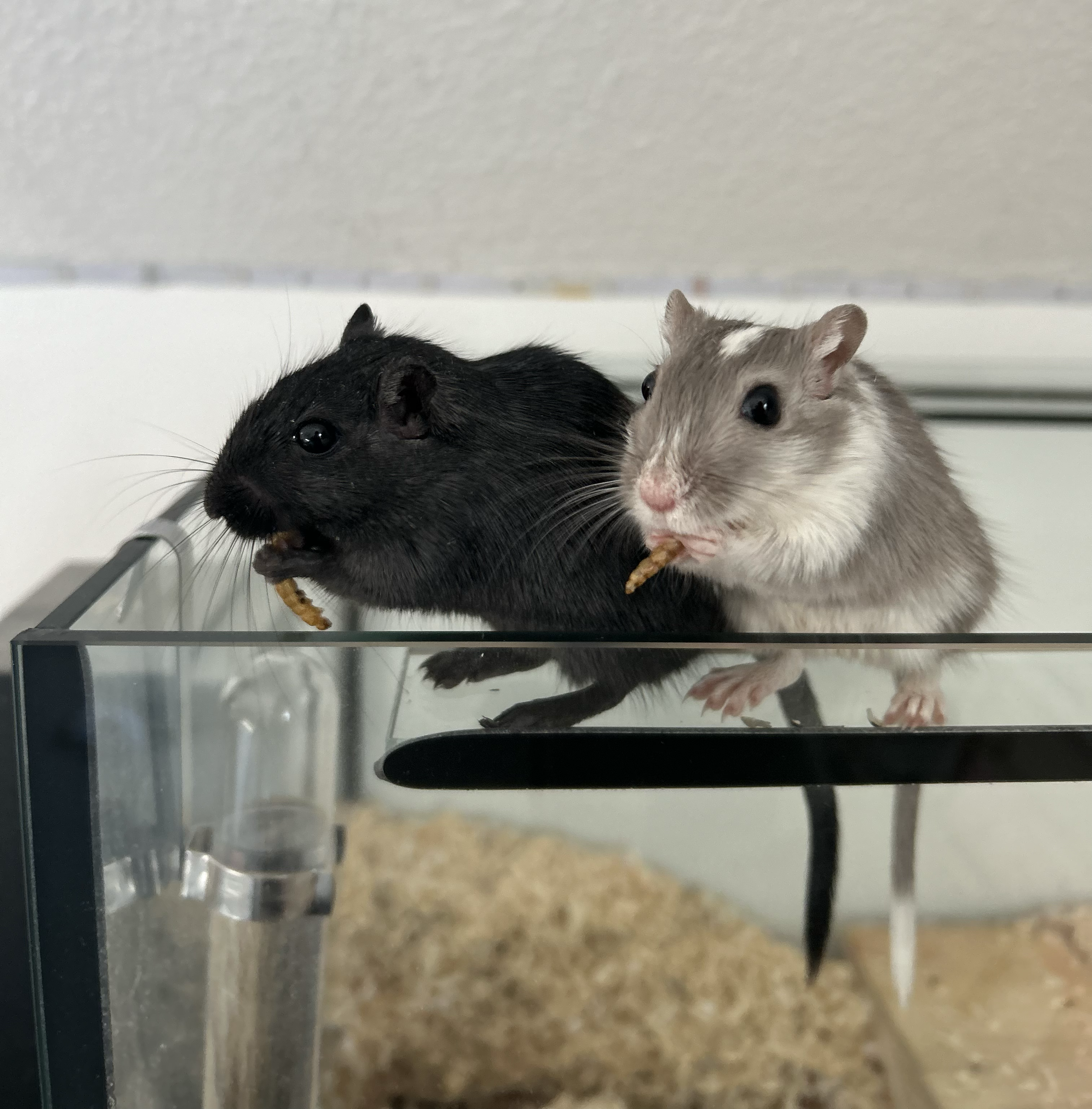 Rennmaus beim Fressen