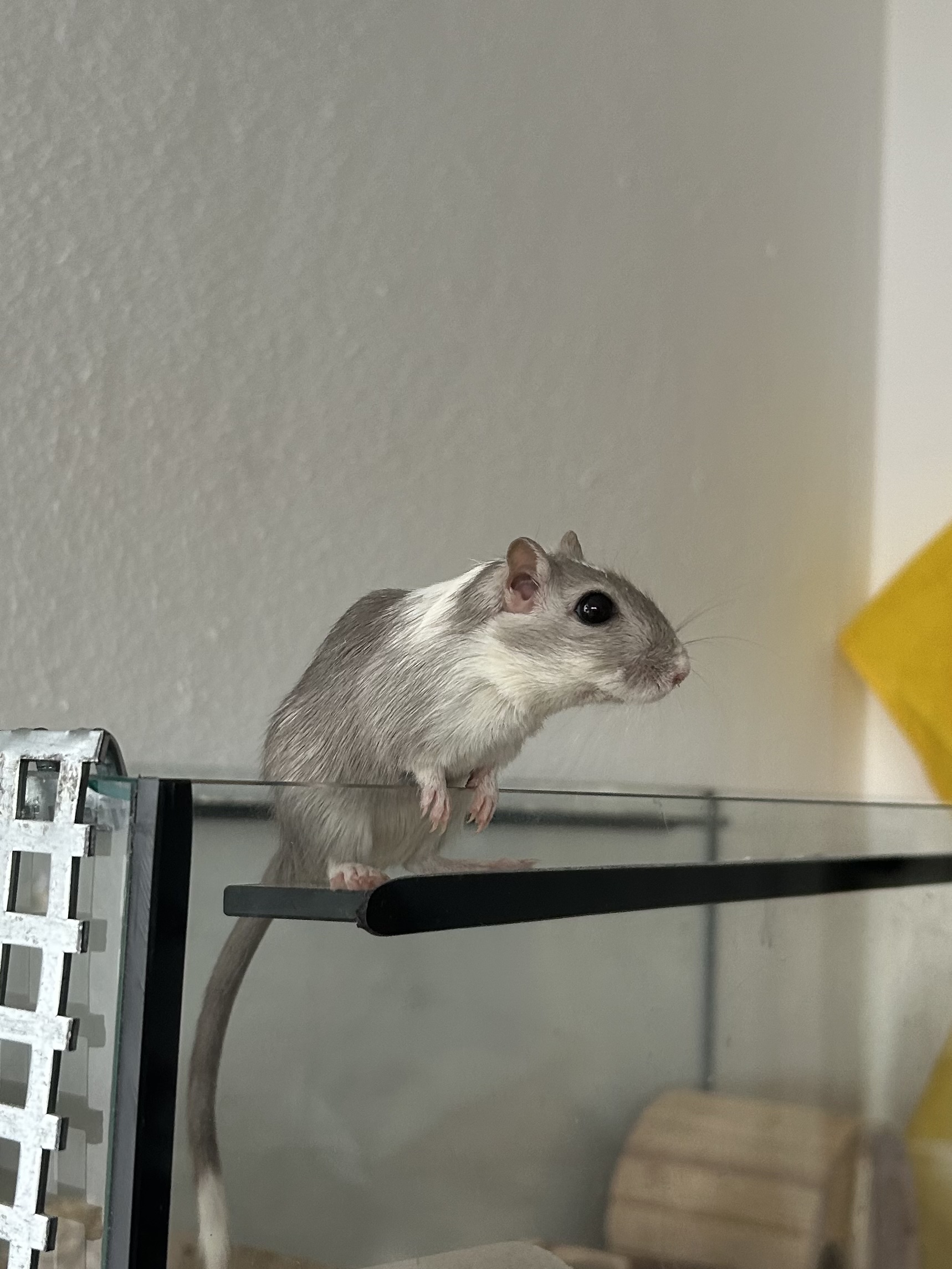 Rennmaus im Terrarium