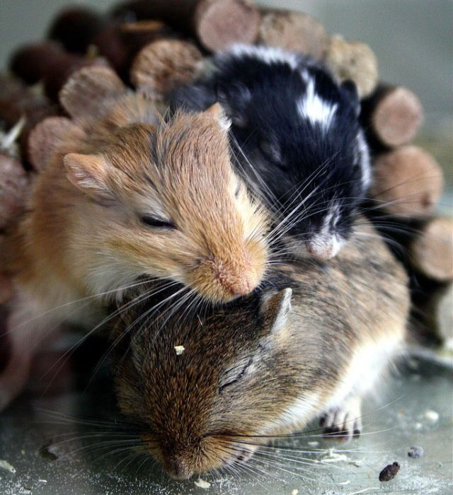 Wüstenrennmaus Babys